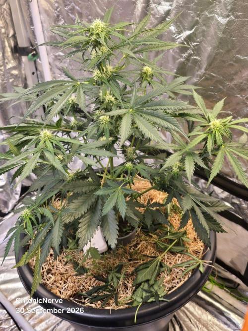 Auto Glueberry O.G. . Week 6