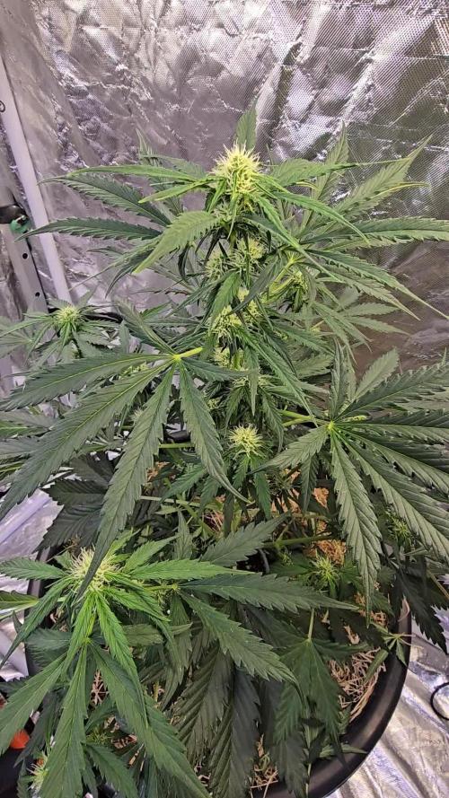 Auto Glueberry O.G.