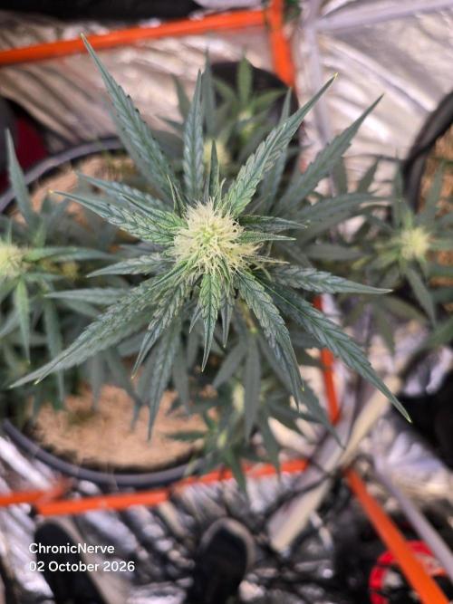 Epsilon F1 Auto (no2). Week 5