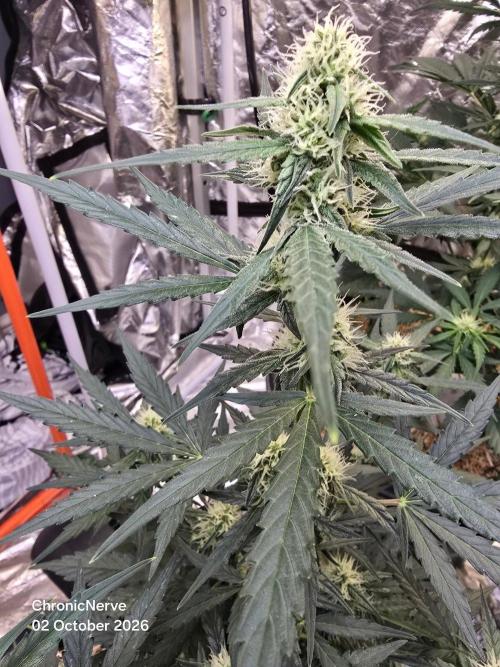 Epsilon F1 Auto (no2). Week 5