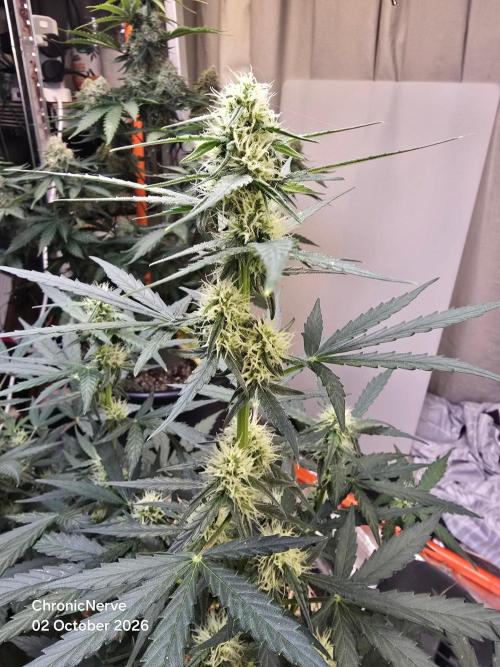Epsilon F1 Auto (no2). Week 5