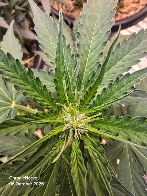 Atlas F1. Week 5