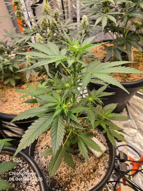Atlas F1. Week 5