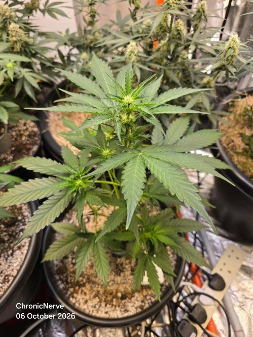 Atlas F1. Week 5