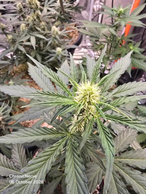 Apple Fritter Auto. Week 5