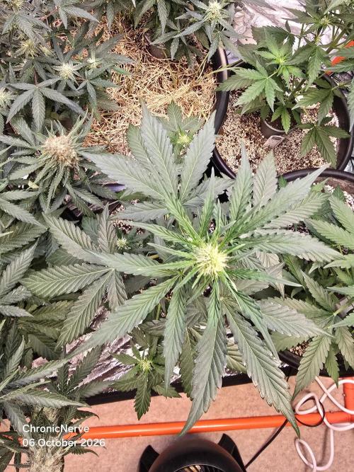 Apple Fritter Auto. Week 5