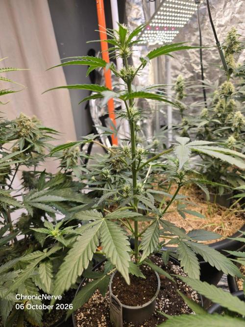 Apple Fritter Auto. Week 5
