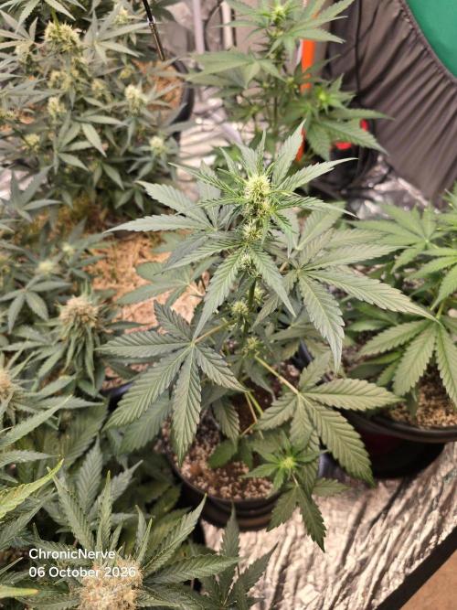 Apple Fritter Auto. Week 5