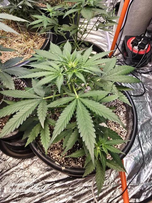 Gaia F1 Auto. Week 5