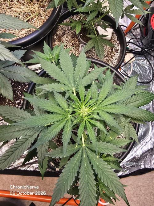 Gaia F1 Auto. Week 5