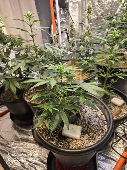 Gaia F1 Auto. Week 5
