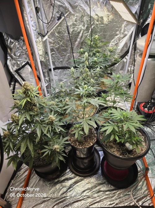 Gaia F1 Auto. Week 5