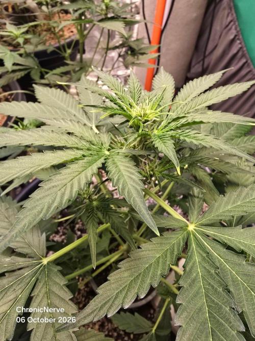 Gaia F1 Auto. Week 5