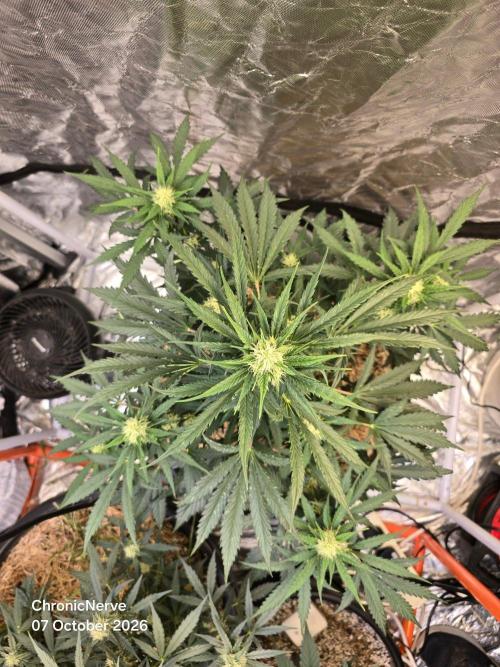 Auto Glueberry O.G.. Week 7