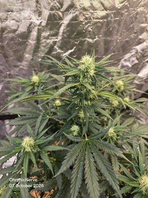 Auto Glueberry O.G.. Week 7