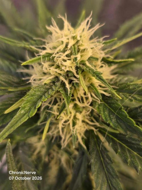 Auto Glueberry O.G.. Week 7