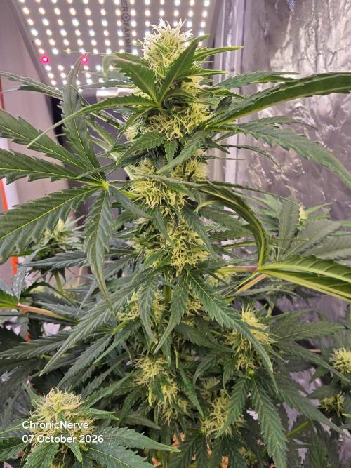 Auto Glueberry O.G.. Week 7