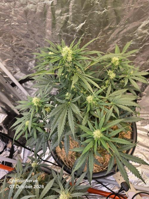Auto Glueberry O.G.. Week 7