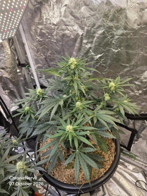 Auto Glueberry O.G. . Week 7