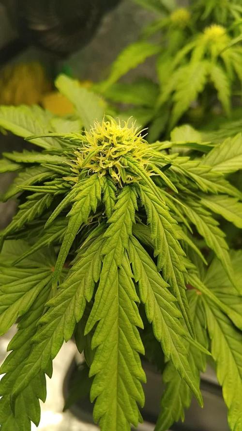 Black Toffee Auto