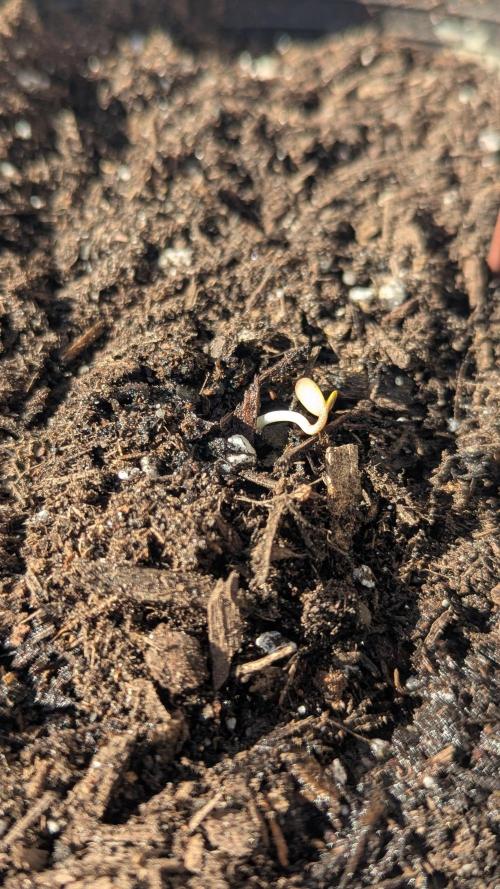 Blue Dream Auto Outdoor/Mix Winter 2026. Week 0