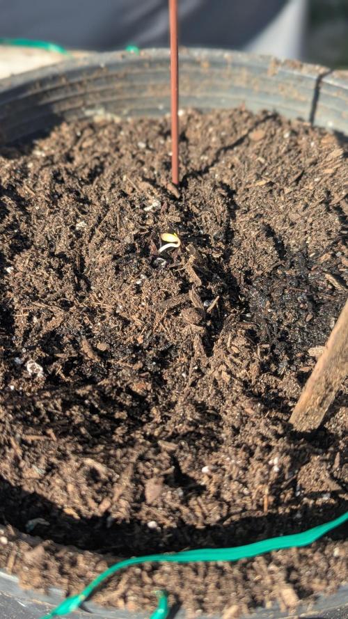 Blue Dream Auto Outdoor/Mix Winter 2026. Week 0