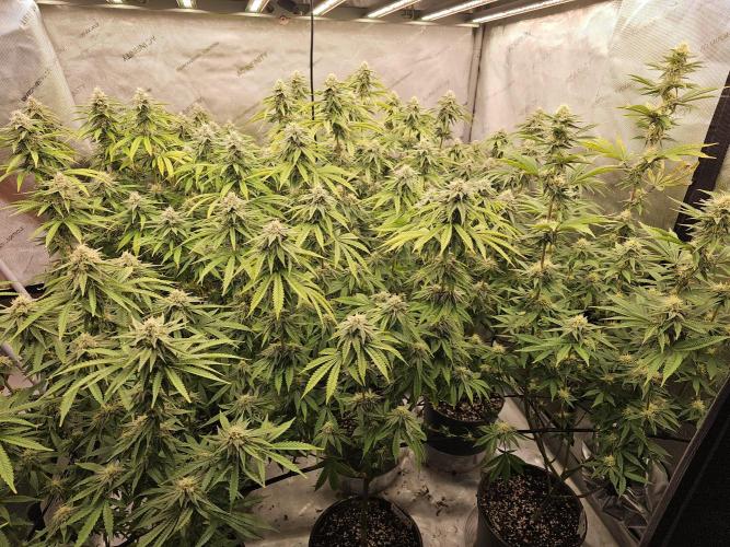 Ocifer (Pheno Hunt). Week 6 - Whole tent. Real fat nugs. 