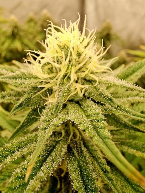 Ocifer (Pheno Hunt). Week 6 - A decent closup 