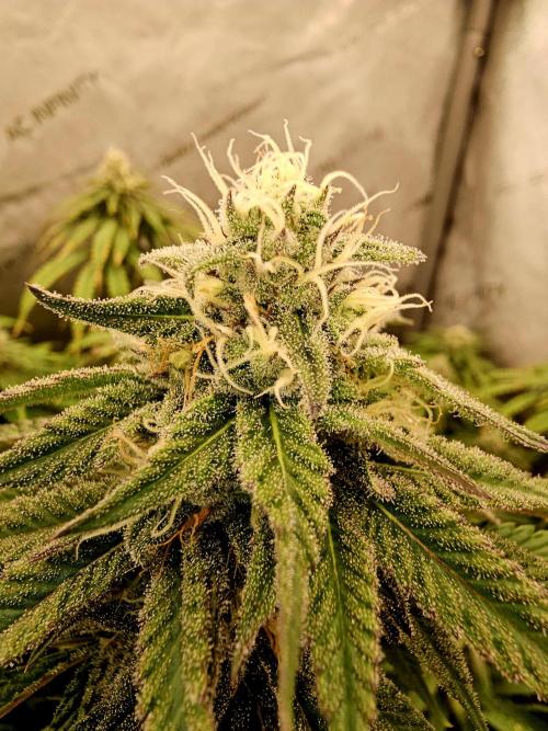 Ocifer (Pheno Hunt). Week 6 - Another pheno. 