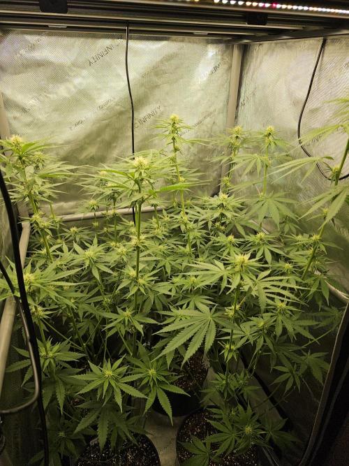 Junky 99 (Cap Junky x Cinderella 99). Week 7