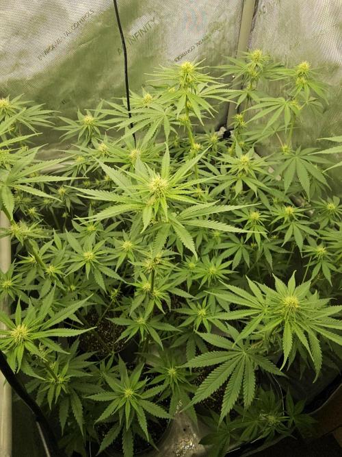 Junky 99 (Cap Junky x Cinderella 99). Week 7 - Removed a bunch of leaves.
Hoping to get a decent yield