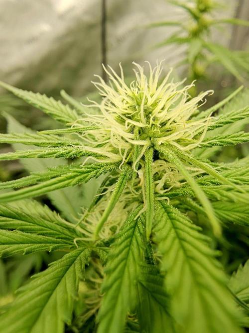 Junky 99 (Cap Junky x Cinderella 99). Week 7