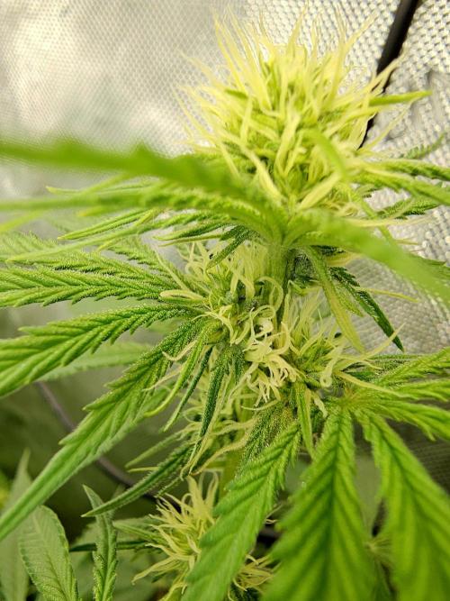 Junky 99 (Cap Junky x Cinderella 99). Week 7