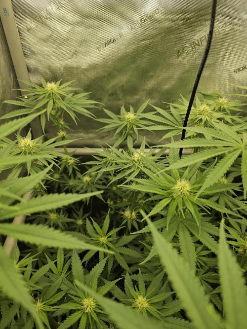 Junky 99 (Cap Junky x Cinderella 99). Week 7