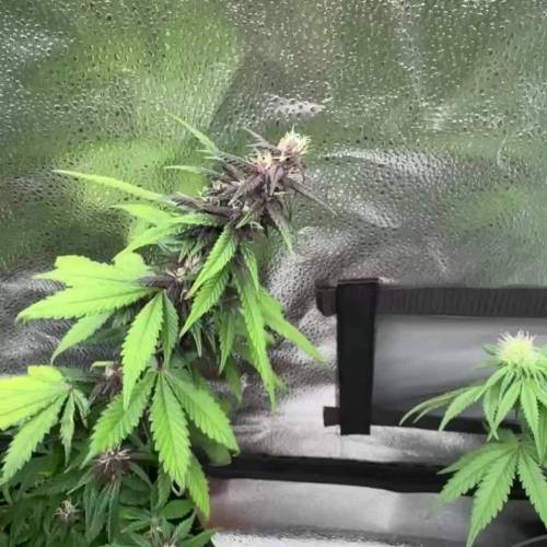 Pyramid Seeds Auto Purple