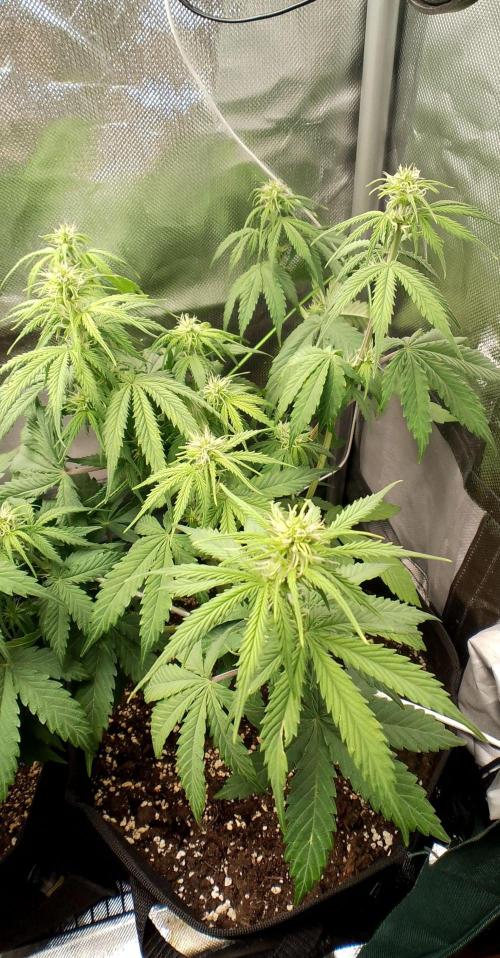 Purple Lemonade Auto. Week 5