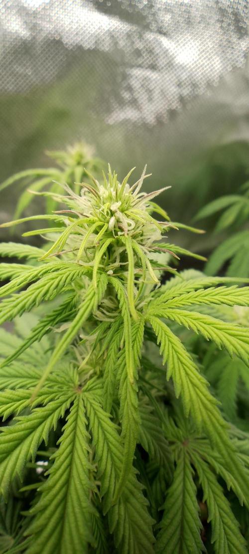 Purple Lemonade Auto. Week 5