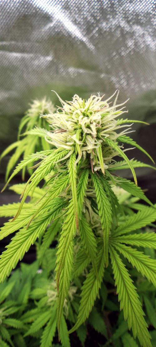 Purple Lemonade Auto. Week 6