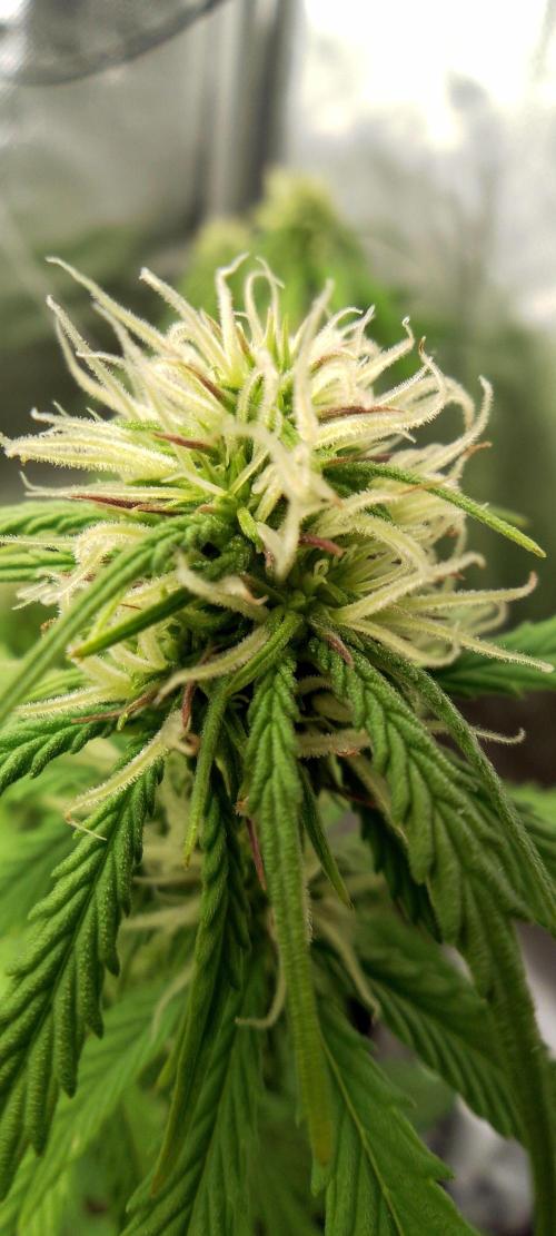 Purple Lemonade Auto. Week 6