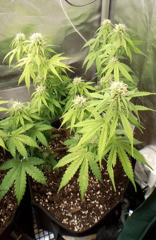 Purple Lemonade Auto. Week 6