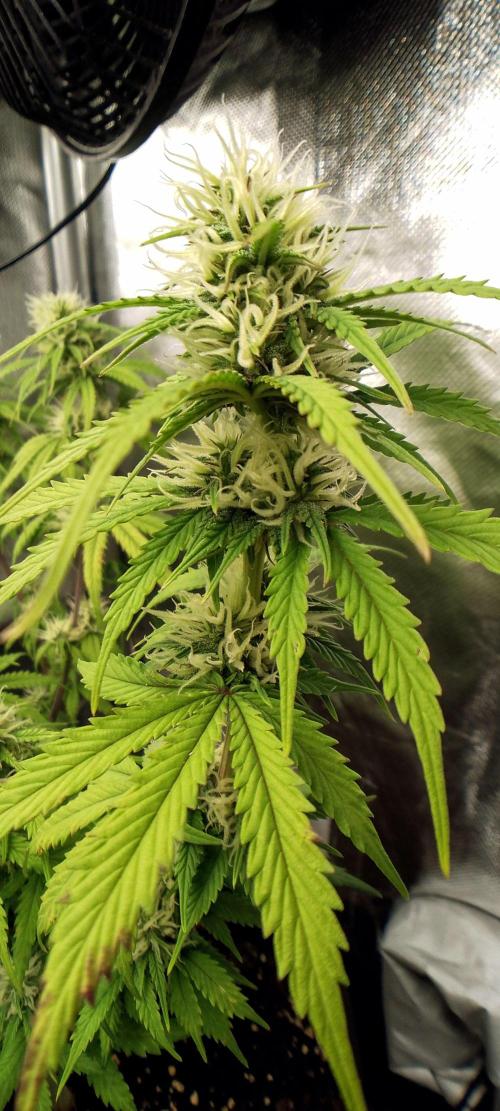 Purple Lemonade Auto. Week 7