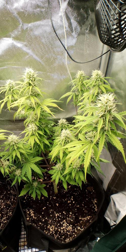 Purple Lemonade Auto. Week 7