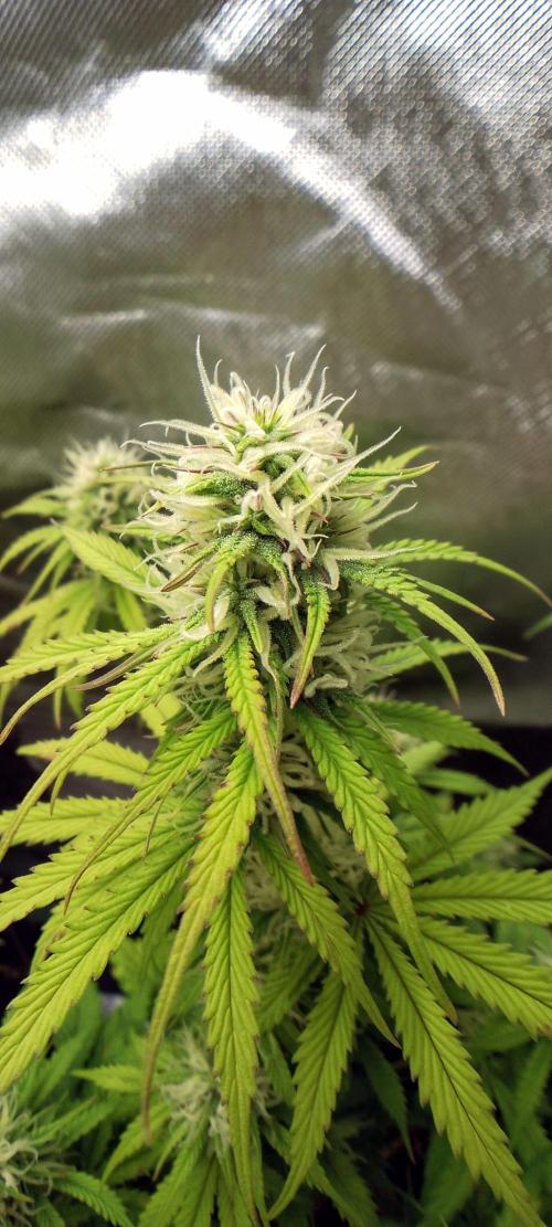 Purple Lemonade Auto. Week 7