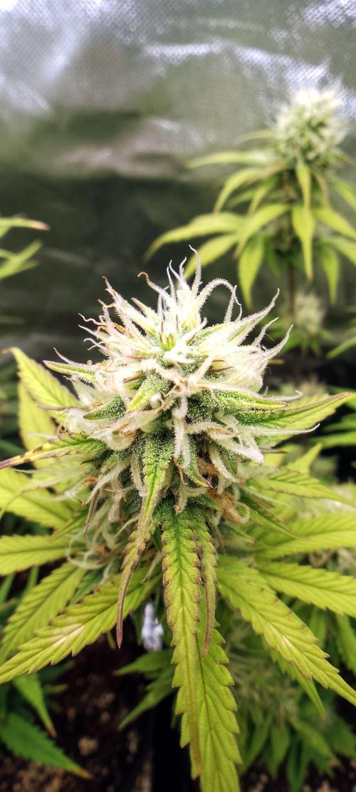 Purple Lemonade Auto. Week 8