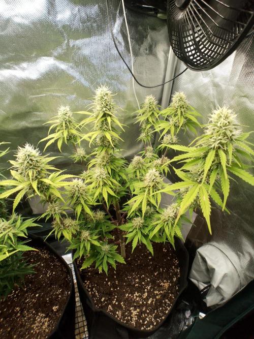 Purple Lemonade Auto. Week 8