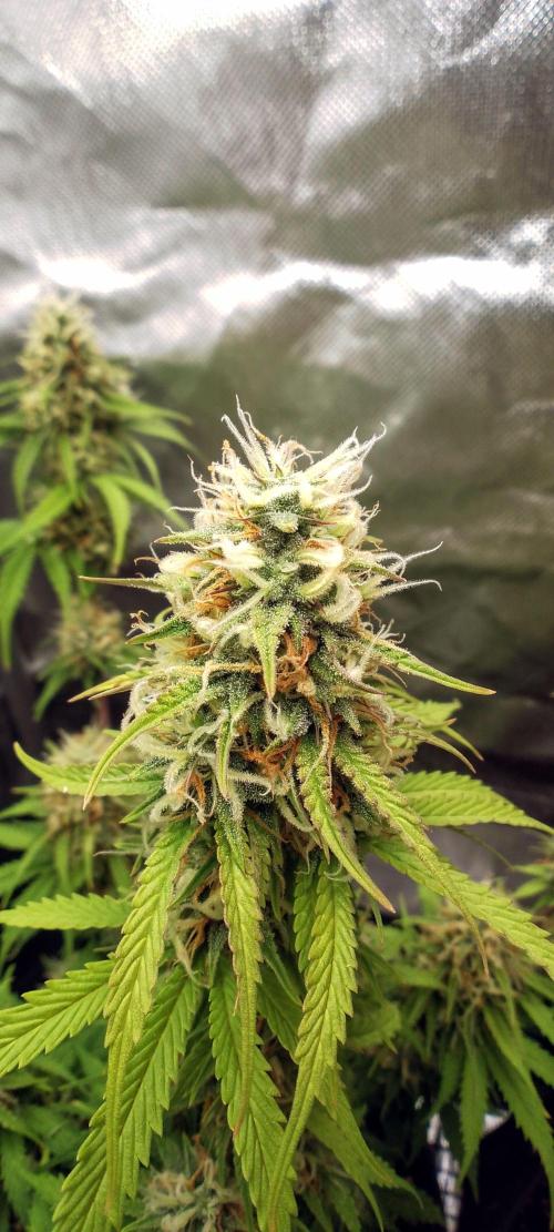 Purple Lemonade Auto. Week 9