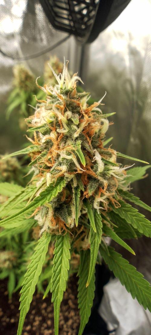 Purple Lemonade Auto. Week 10