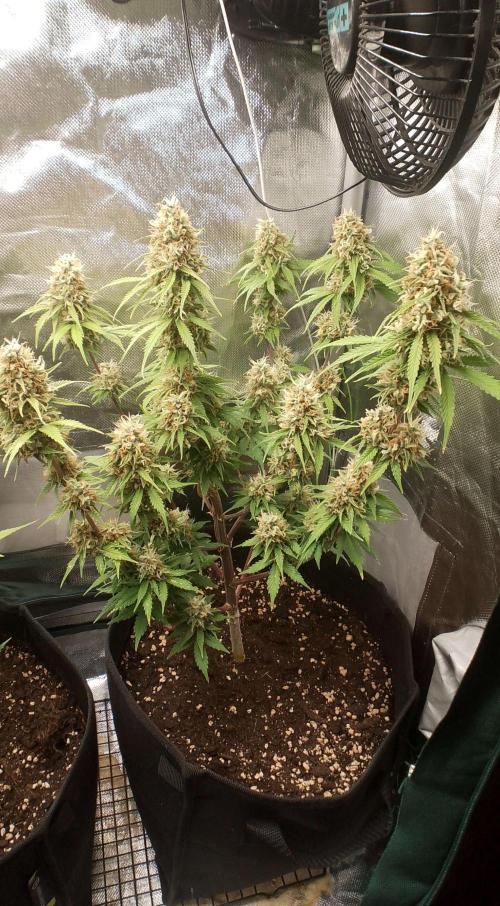 Purple Lemonade Auto. Week 10