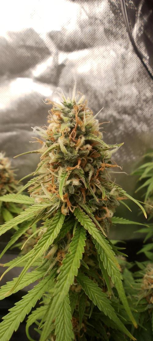 Purple Lemonade Auto. Week 10