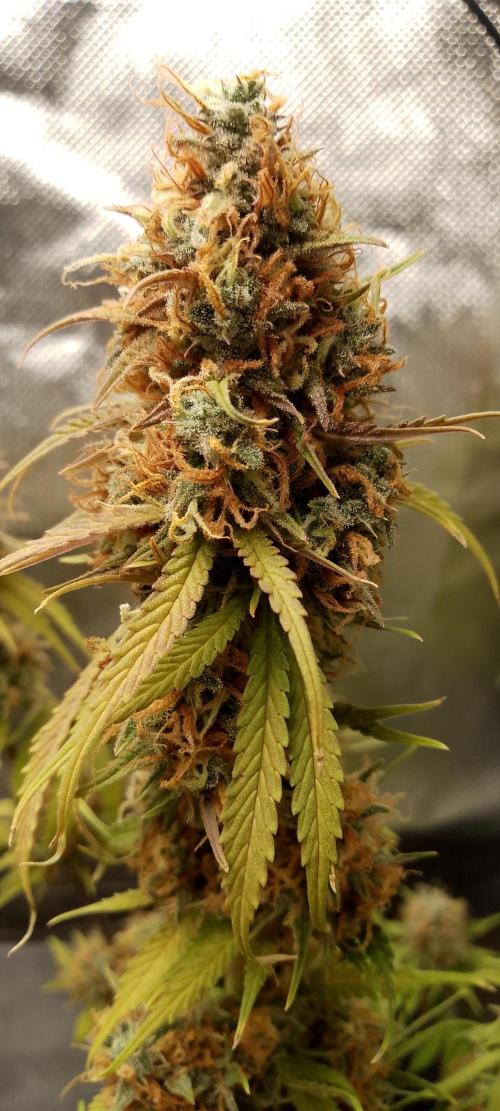 Purple Lemonade Auto. Week 11